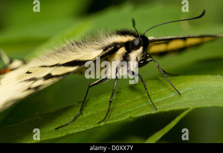 Kanadische Tiger Schwalbenschwanz (Papilio Canadensis) Detail. Stockfoto