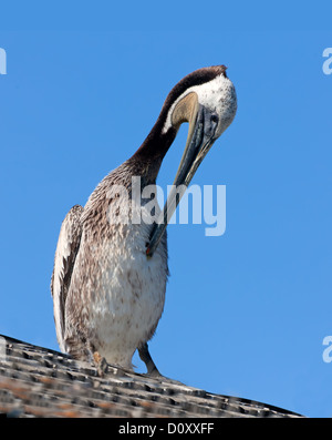 Pelikan Federn am Flügel Reinigung Stockfoto