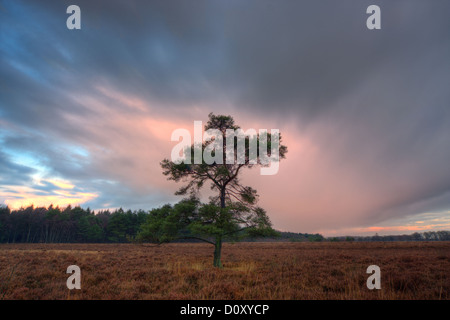 Einsame Kiefer (Pinus Sylvestris) auf einer Heide, früh an einem Herbstmorgen Stockfoto