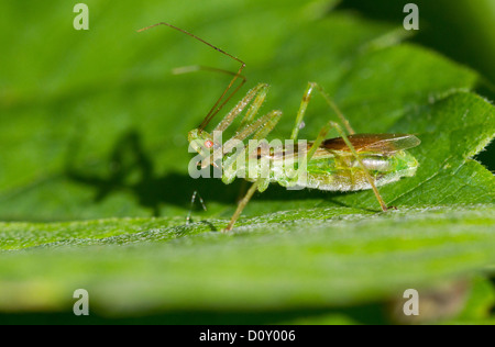 Grüne Assassin Bug - Zelus Luridus auf einem Blatt Stockfoto