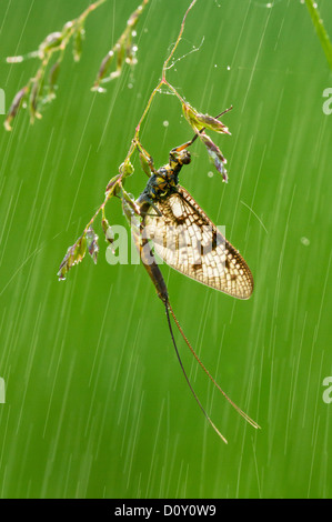 Eintagsfliege auf grünem Hintergrund bei starkem Regen Stockfoto