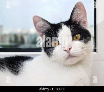 schwarze und weiße Katze Stockfoto