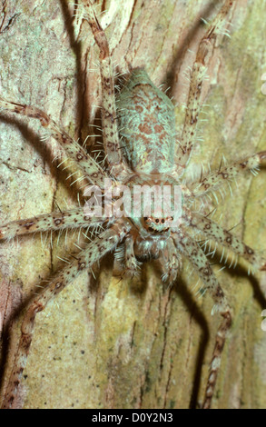 Forest Huntsman Spinne (Pandercetes Plumipes: Sparassidae) auf einem Baum im Regenwald von Malaysia Stockfoto