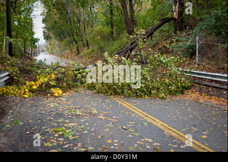 Baum In der Straße nach Sturmschäden Stockfoto