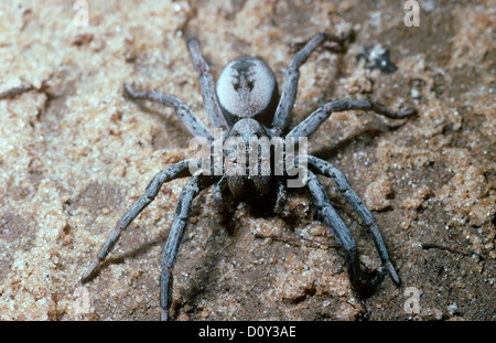 Grabenden Wolfspinne weibliche (Geolycosa Pikei: Lycosidae) außerhalb ihrer Höhle im Sand, S. Carolina, USA Stockfoto