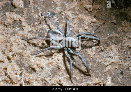 Grabenden Wolfspinne weibliche (Geolycosa Pikei: Lycosidae) außerhalb ihrer Höhle im Sand, S. Carolina, USA Stockfoto