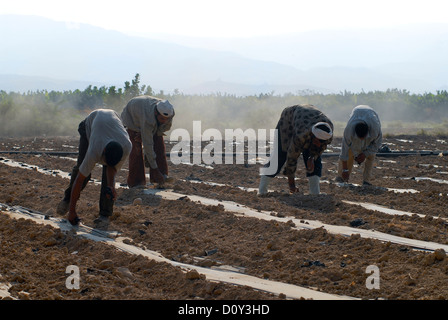 JORDAN, Wassermangel und Landwirtschaft im Jordantal, Gemüseanbau Stockfoto