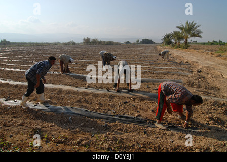 JORDAN, Wassermangel und Landwirtschaft im Jordantal, Gemüseanbau Stockfoto