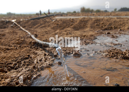 JORDAN, Wassermangel und Landwirtschaft im Jordantal, Gemüseanbau Stockfoto