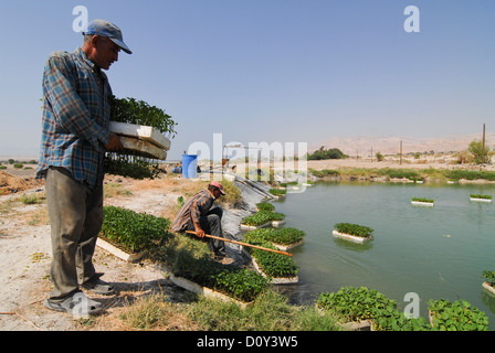 JORDAN, Wassermangel und Landwirtschaft im Jordantal, Gärtnerei im Teich in der Nähe von Toten Meer schwimmen Stockfoto