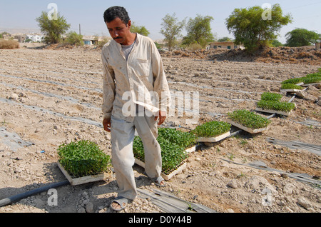 JORDAN, Wassermangel und Landwirtschaft im Jordantal, Gemüseanbau Stockfoto