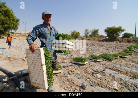 JORDAN, Wassermangel und Landwirtschaft im Jordantal, Gemüseanbau Stockfoto