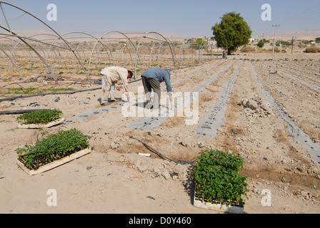 JORDAN, Wassermangel und Landwirtschaft im Jordantal, Gemüseanbau Stockfoto