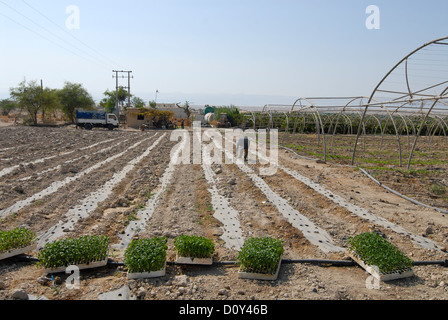 JORDAN, Wassermangel und Landwirtschaft im Jordantal, Gemüseanbau Stockfoto