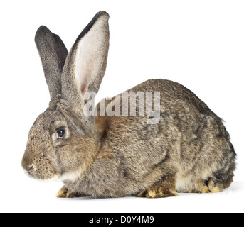 große Kaninchen Stockfoto