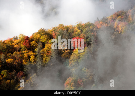 NC - Herbstfarben und steigender Nebel von Webb übersehen entlang der Newfound Gap Road im Great Smoky Mountains National Park gesehen. Stockfoto