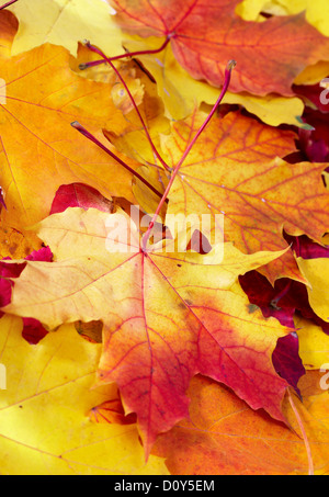 gefallenen bunte Ahornblätter Stockfoto