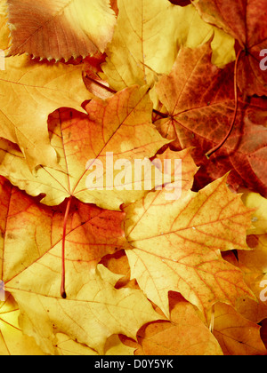 gefallenen bunte Ahornblätter Stockfoto