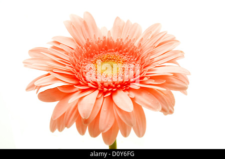 Rosa Gerbera auf weißem Hintergrund Stockfoto