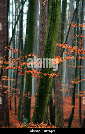 Hainbuche Baum im Wald - rote Blätter im Herbst. Stockfoto