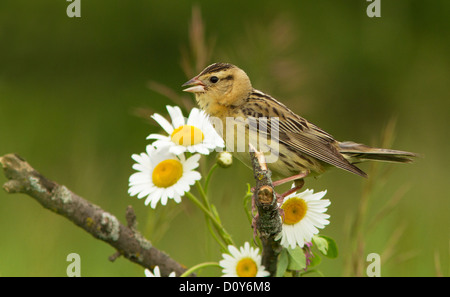 Eine weibliche Bobolink (Dolichonyx Oryzivorus), isoliert auf grünem Hintergrund mit weißen Blüten Stockfoto