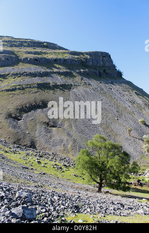 Baum auf Eglwyseg Berg Llangollen Stockfoto