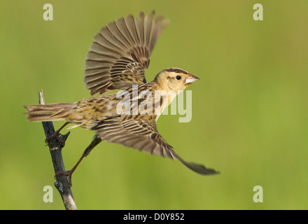 Eine weibliche Bobolink (Dolichonyx Oryzivorus) während des Fluges, auf grünem Hintergrund isoliert Stockfoto