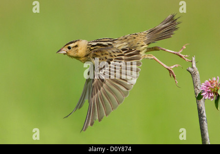 Eine weibliche Bobolink (Dolichonyx Oryzivorus) während des Fluges, auf grünem Hintergrund isoliert Stockfoto