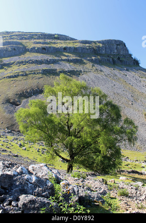 Baum auf Eglwyseg Berg Llangollen Stockfoto