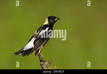 Ein Männchen isoliert Bobolink (Dolichonyx Oryzivorus) auf grünem Hintergrund Stockfoto