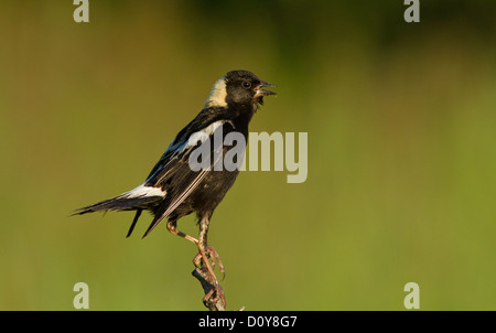 Ein Männchen isoliert Bobolink (Dolichonyx Oryzivorus) auf grünem Hintergrund Stockfoto