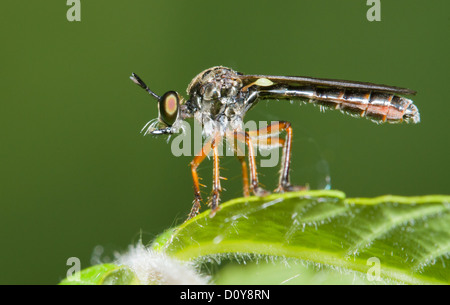 Robber Fly (Michotamia spp.) für den Angriff bereit. Stockfoto