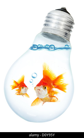 Kleine Goldfische in Glühbirne auf weißem Hintergrund Stockfoto