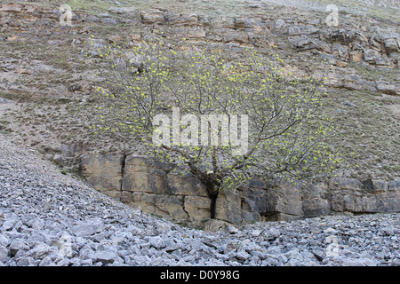 Einsamer Asche Baum wächst aus Felsen auf Craig Arthur Berg LLangollen Stockfoto