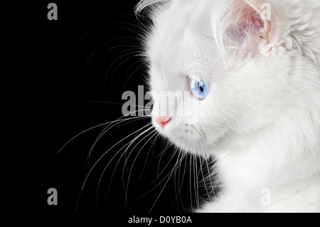 Porträt einer weißen Katze Stockfoto