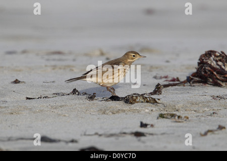 Buff-bellied Pieper Anthus Rubescens (oder amerikanischen Pieper), Shetland, Scotland, UK Stockfoto