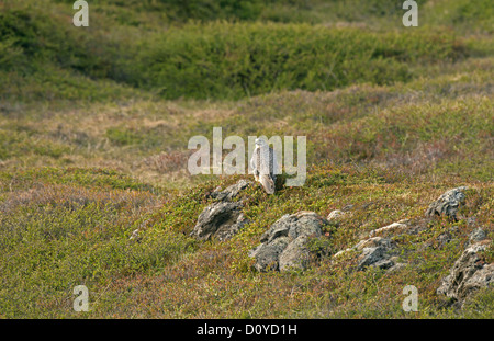 Gerfalken thront auf Felsen in Island Stockfoto