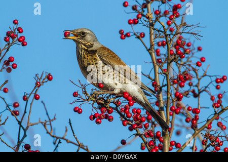 Wacholderdrossel (Turdus Pilaris) mit Weißdorn-Beere in Rechnung, Cambridgeshire Stockfoto