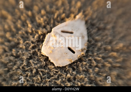 Sanddollar am Strand in Port Aransas Texas gebrochen Stockfoto