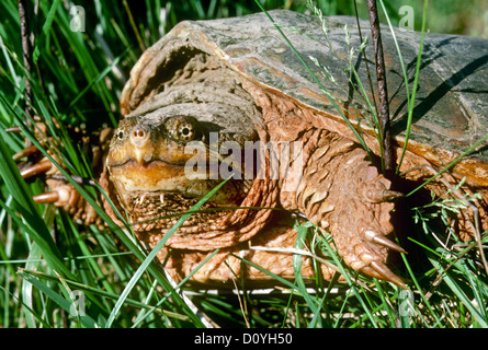 Gesicht eine Schnappschildkröte Chelydra Serpentina, kriechen durch den Rasen im Sommer nachmittags, Seitenansicht, Missouri USA Stockfoto