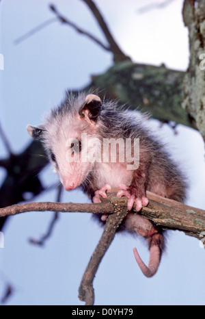 Baby Possum, Didelphis Marsupialis, Ast, Missouri USA festhalten Stockfoto
