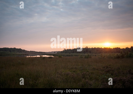 Sonnenuntergang am Nationalpark de Groote Peel Stockfoto