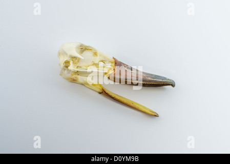 Der Schädel einer Ente Stockfoto