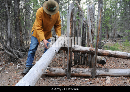 Eine indigene Älteste der Champagne-Aishihik First Nation setzt eine deadfall Tier (Jagd)-Trap im Wald in der Nähe von Champagner, Yukon, Kanada. Stockfoto