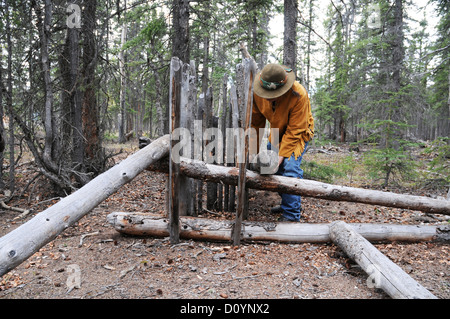 Eine indigene Älteste der Champagne-Aishihik First Nation setzt eine deadfall Tier (Jagd)-Trap im Wald in der Nähe von Champagner, Yukon, Kanada. Stockfoto