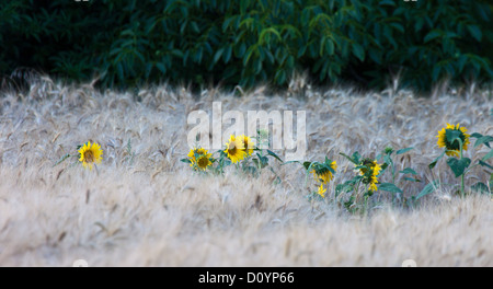 Sonnenblumen, Weizen Stockfoto