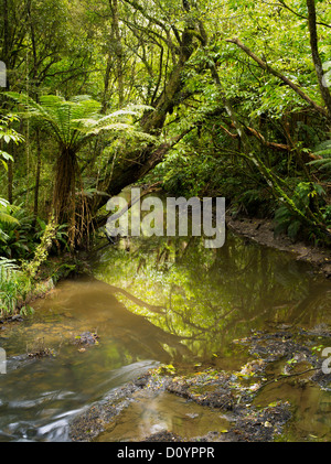 Purakaunui Fluß, nur vor; die catlins purakaunui fällt, Südinsel, Neuseeland Stockfoto