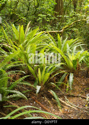 Farne wachsen in den Regenwald, die Catlins Forest Reserve, Südinsel, Neuseeland; in der Nähe von purakaunui fällt. Stockfoto