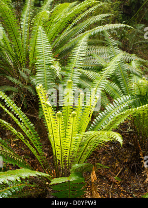 Farne wachsen in den Regenwald, Catlins Forest Reserve, Südinsel, Neuseeland; in der Nähe Purakaunui Fälle. Stockfoto