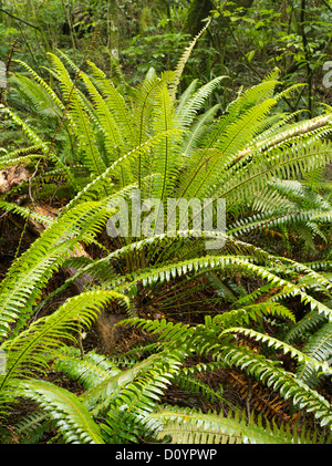 Farne wachsen in den Regenwald, Catlins Forest Reserve, Südinsel, Neuseeland; in der Nähe Purakaunui Fälle. Stockfoto